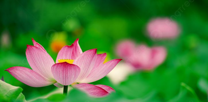 pngtree-a-still-photo-of-a-lotus-in-a-lotus-pond-at-picture-image_1487653-2